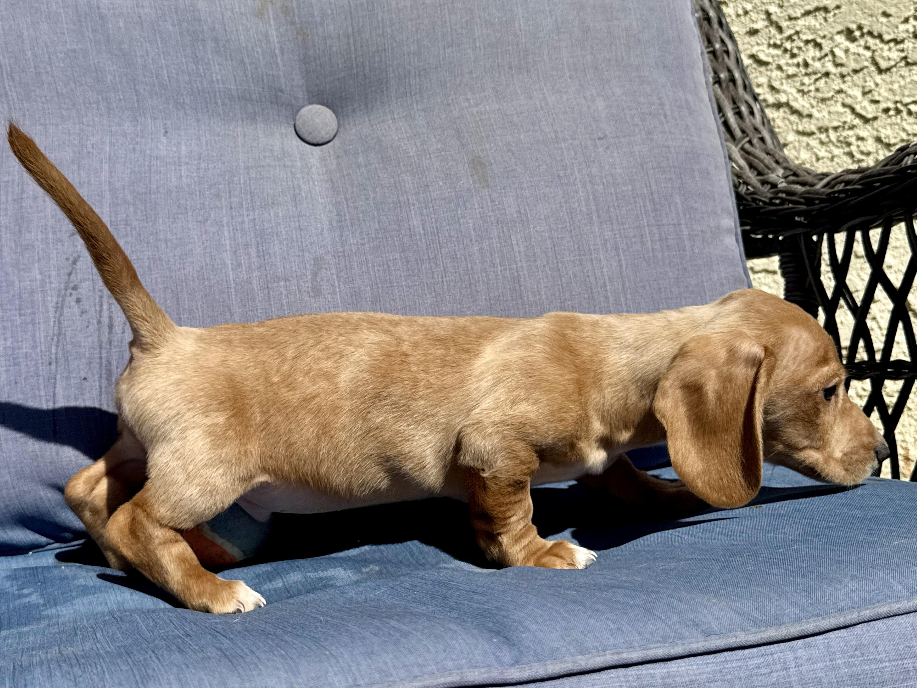 Tiny Tim , a ADOPTABLE Dachshund in ontario, CA image 3/4
