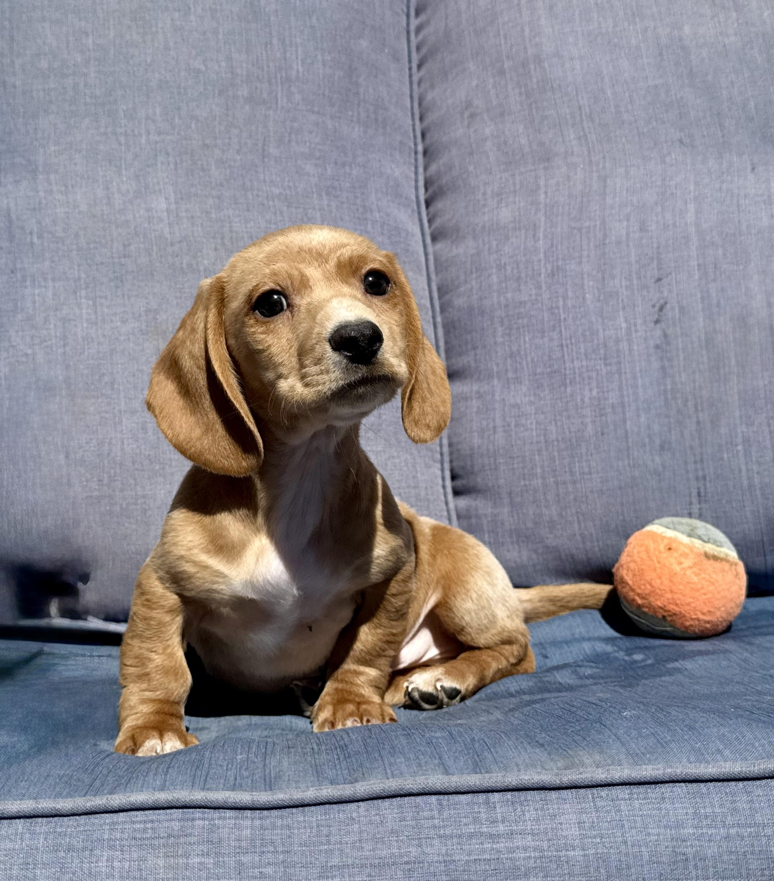 Tiny Tim , a ADOPTABLE Dachshund in ontario, CA image 2/4