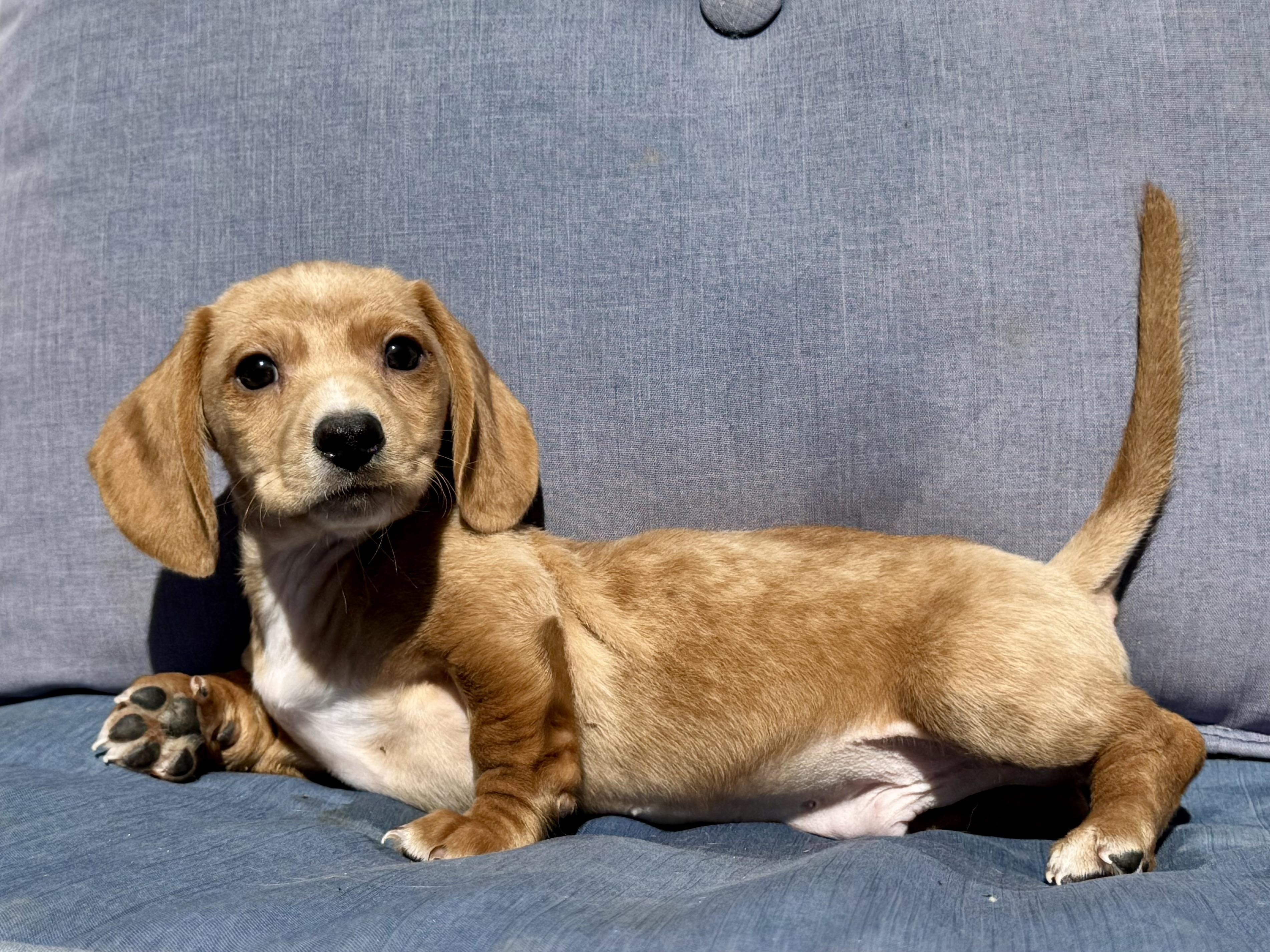 Tiny Tim , ADOPTABLE, Puppy Male Dachshund.