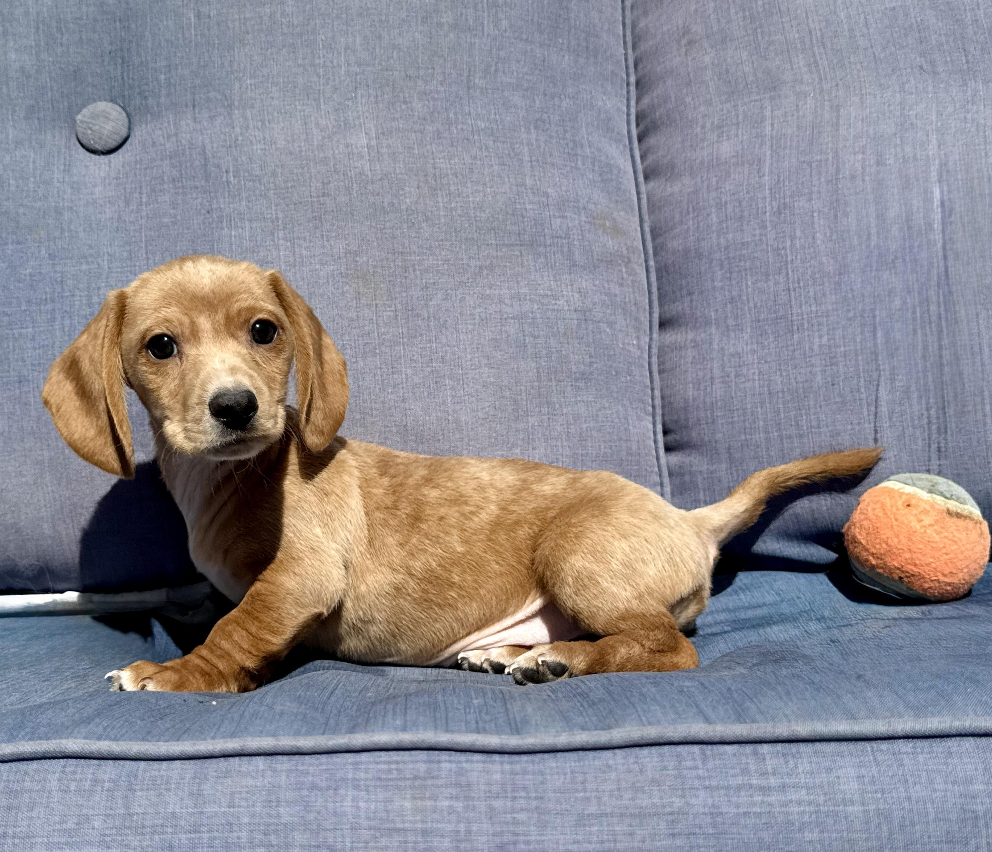 Tiny Tim , a ADOPTABLE Dachshund in ontario, CA image 4/4
