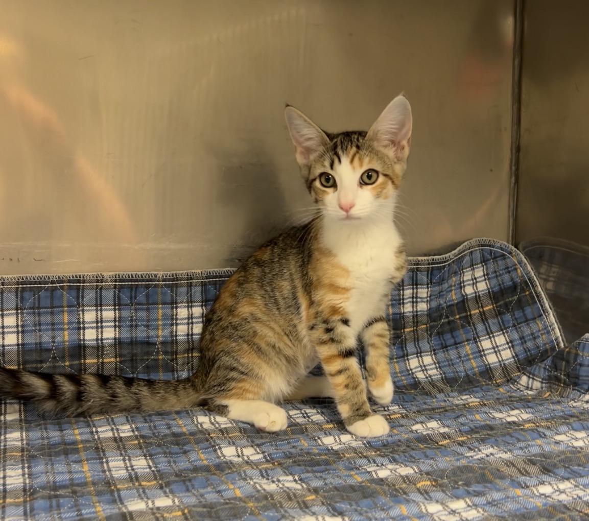 Scroll Saw, adopted, Kitten Female Domestic Short Hair.