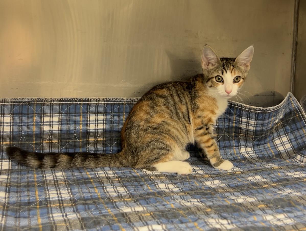 Scroll Saw, an adopted Domestic Short Hair in Montville, NJ image 3/3