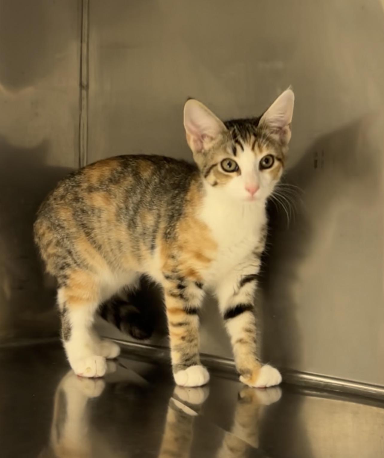 Scroll Saw, an adopted Domestic Short Hair in Montville, NJ image 2/3