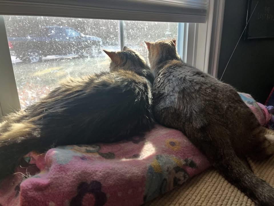 Kady and Thumper photo 2