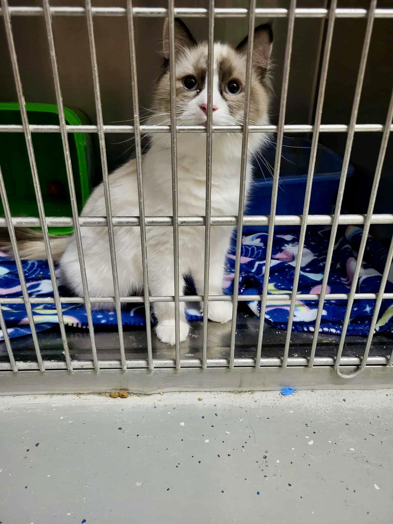 Pawla, Adoptable, Young Female Siamese.