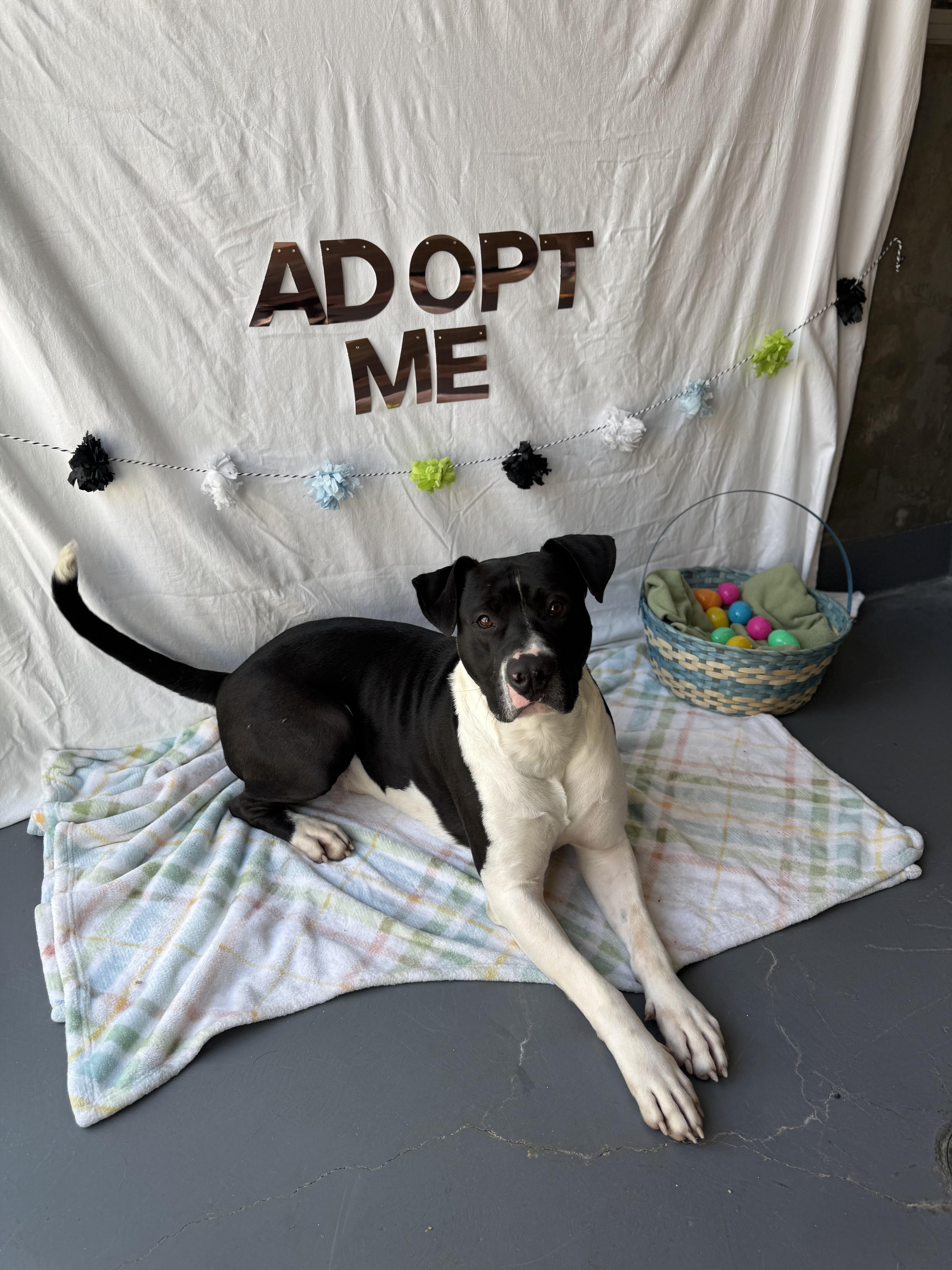 BIG PAPA, Adoptable, Adult Male Pit Bull Terrier.