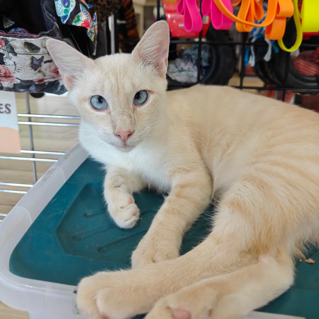 Enlarge Ringo, a Adoptable mixed breed in New Orleans, LA image 6/6