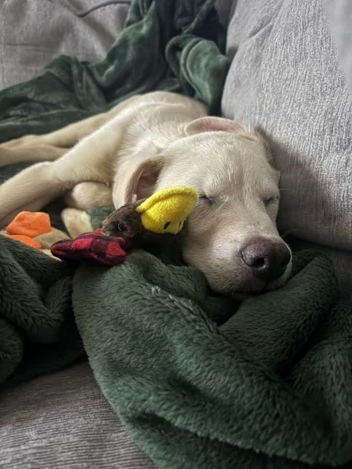 Bodhi, Adoptable, Puppy Male Mixed Breed.