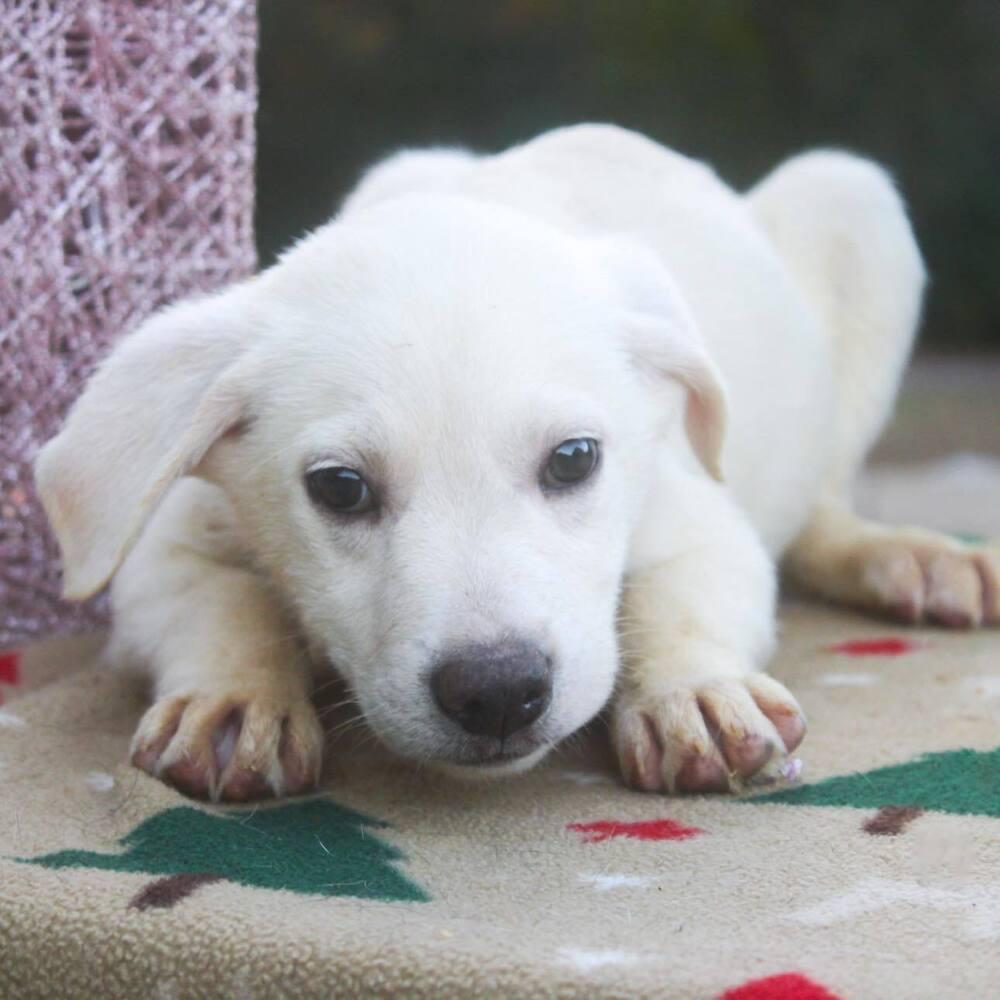 Enlarge Bodhi, a Adoptable mixed breed in Groveland, MA image 1/4