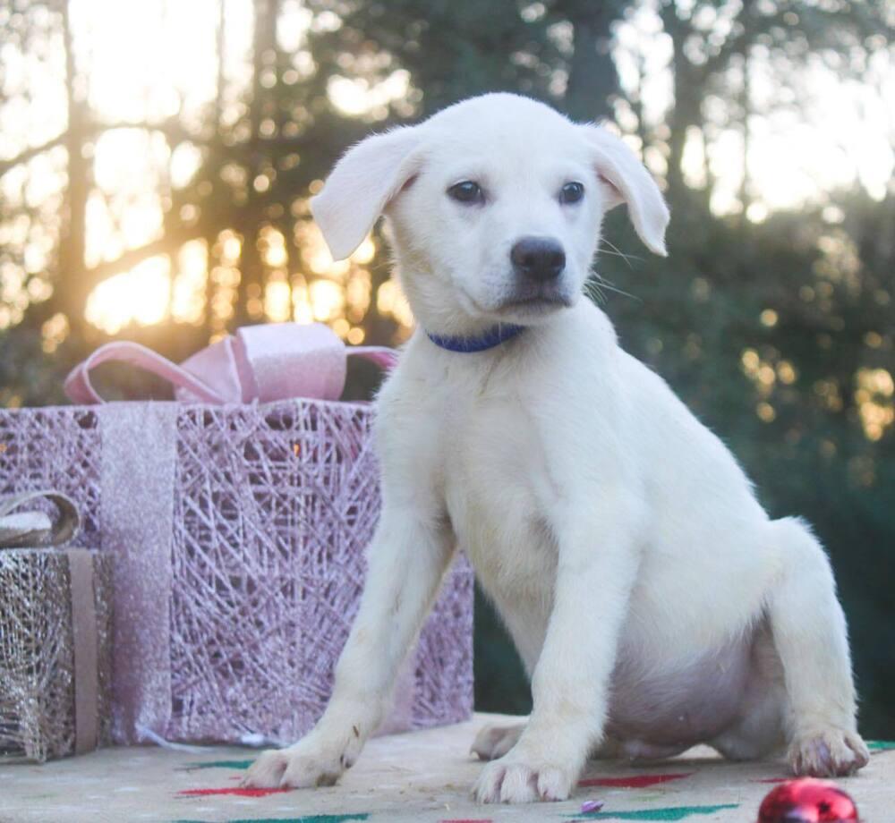 Enlarge Bodhi, a Adoptable mixed breed in Groveland, MA image 3/4
