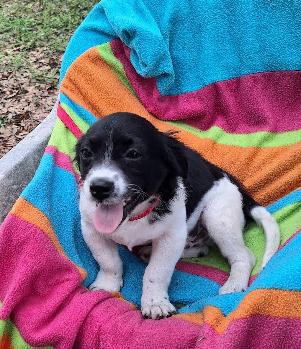 Ortiz BL14311-T  LOCAL Adoption Event in Bellingham 4/25, adopted, Puppy Male Chihuahua.