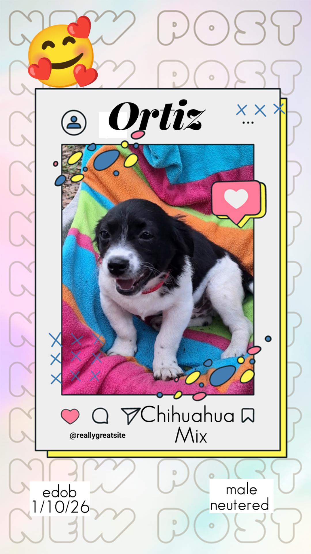 Enlarge Ortiz BL14311-T  LOCAL Adoption Event in Bellingham 4/25, an adopted mixed breed in Bellingham, WA image 2/3