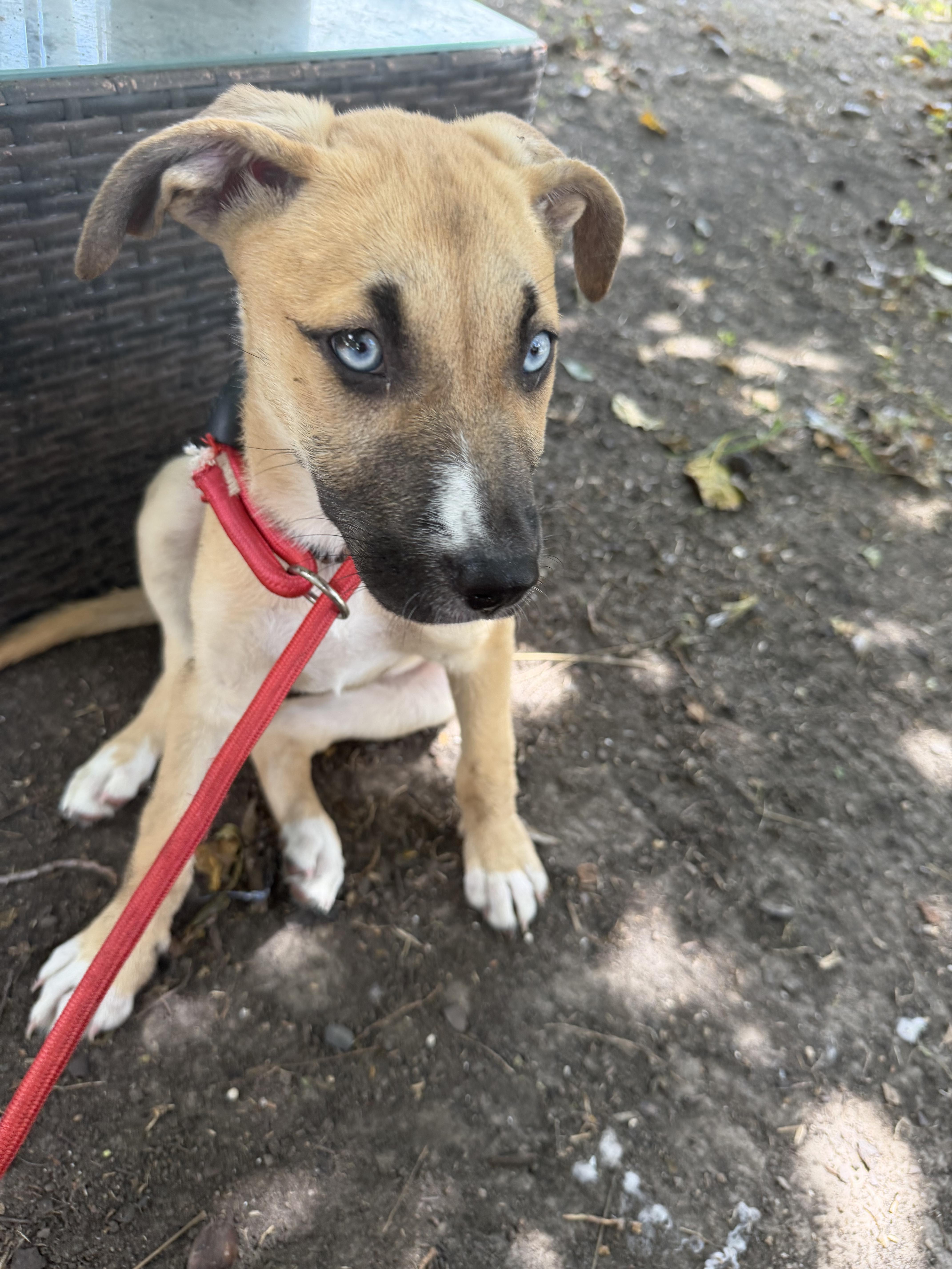 Enlarge Shebra, a ADOPTABLE mixed breed in Westerly, RI image 2/4