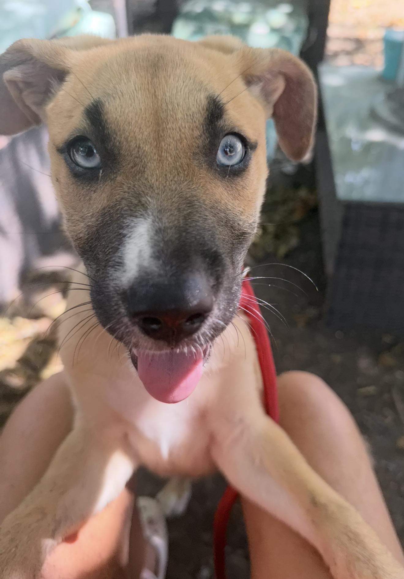 Enlarge Shebra, a ADOPTABLE mixed breed in Westerly, RI image 4/4