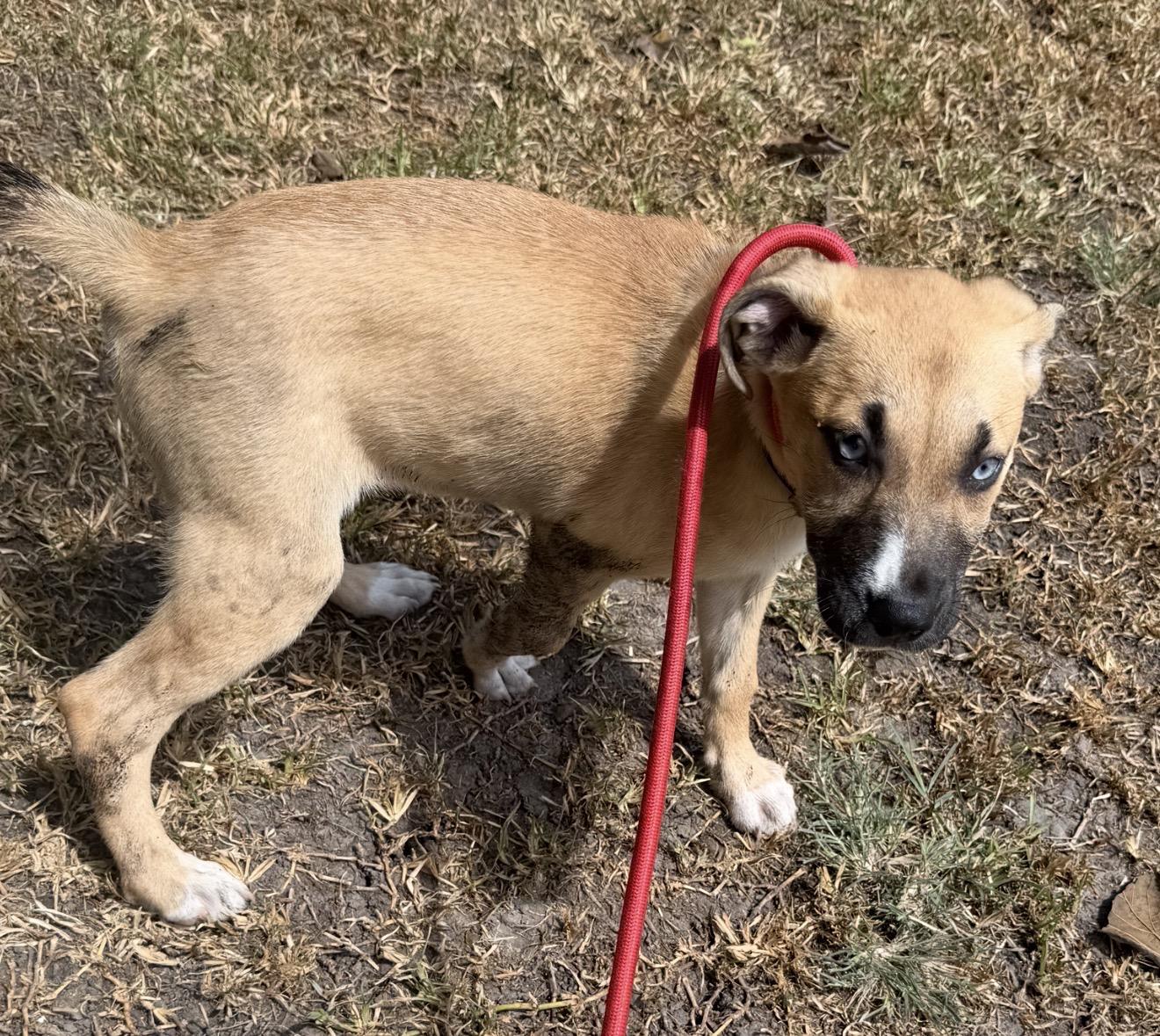 Enlarge Shebra, a ADOPTABLE mixed breed in Westerly, RI image 1/4