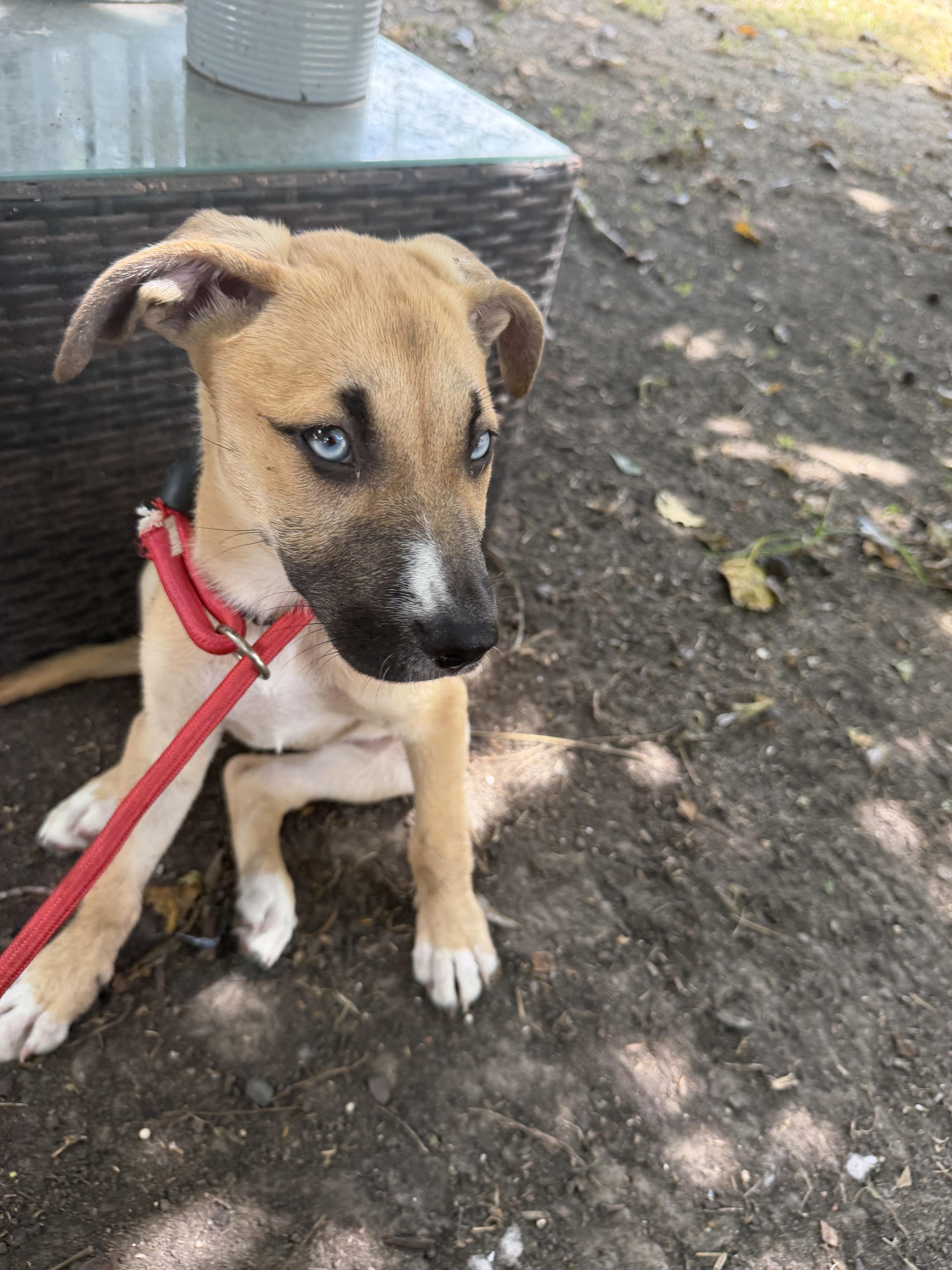 Enlarge Shebra, a ADOPTABLE mixed breed in Westerly, RI image 3/4
