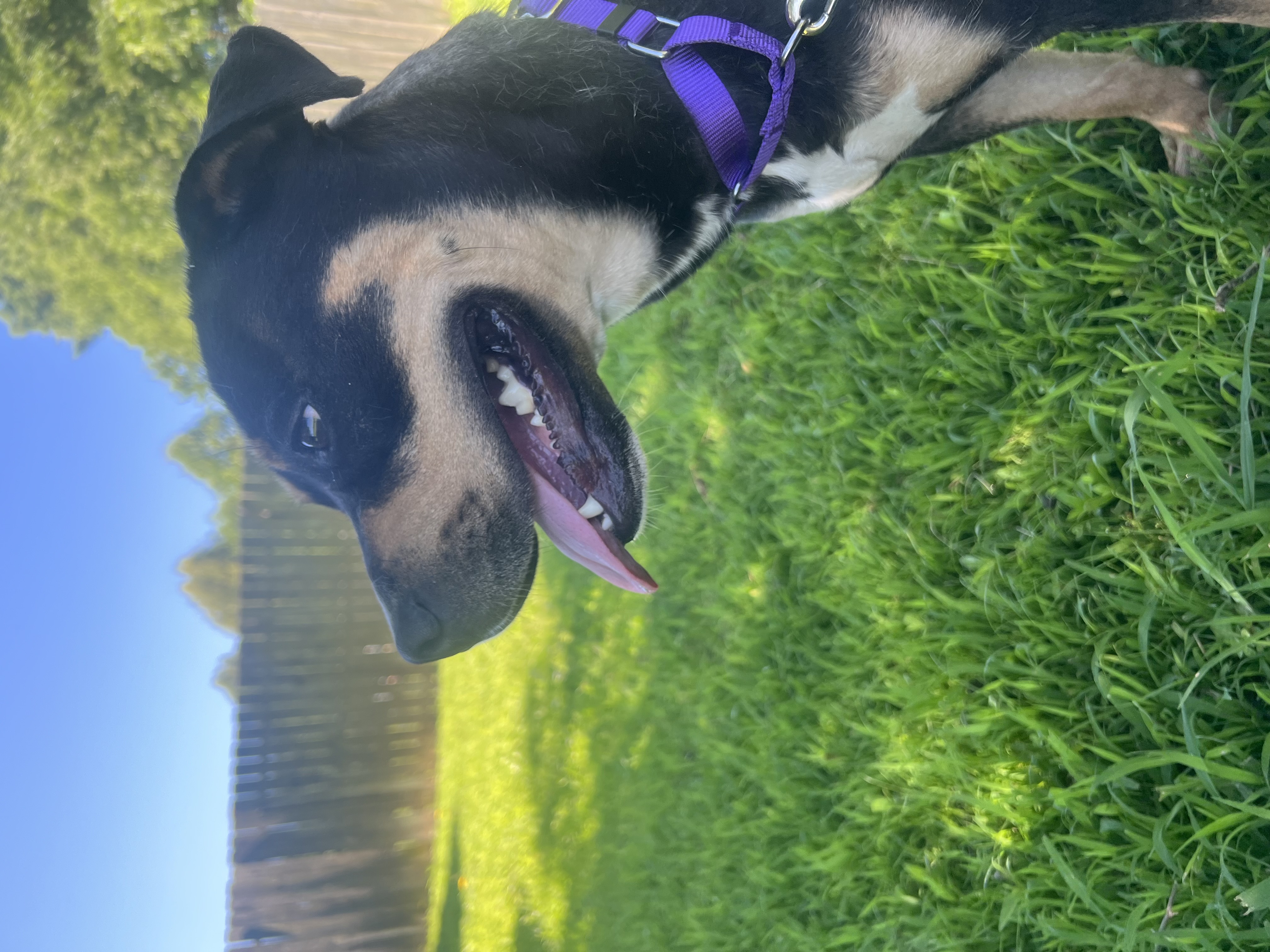 Semi, a Adoptable mixed breed in Charlotte, NC image 3/5