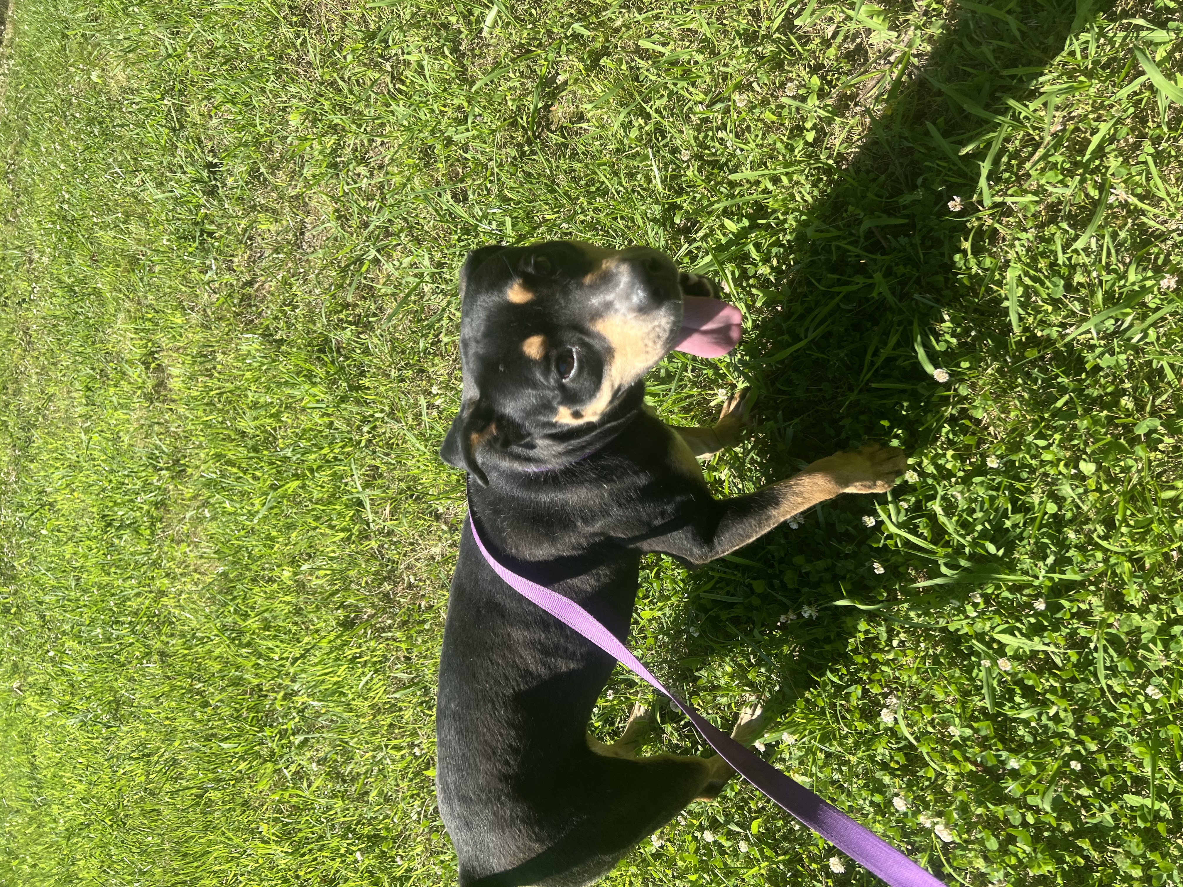 Semi, a Adoptable mixed breed in Charlotte, NC image 5/5