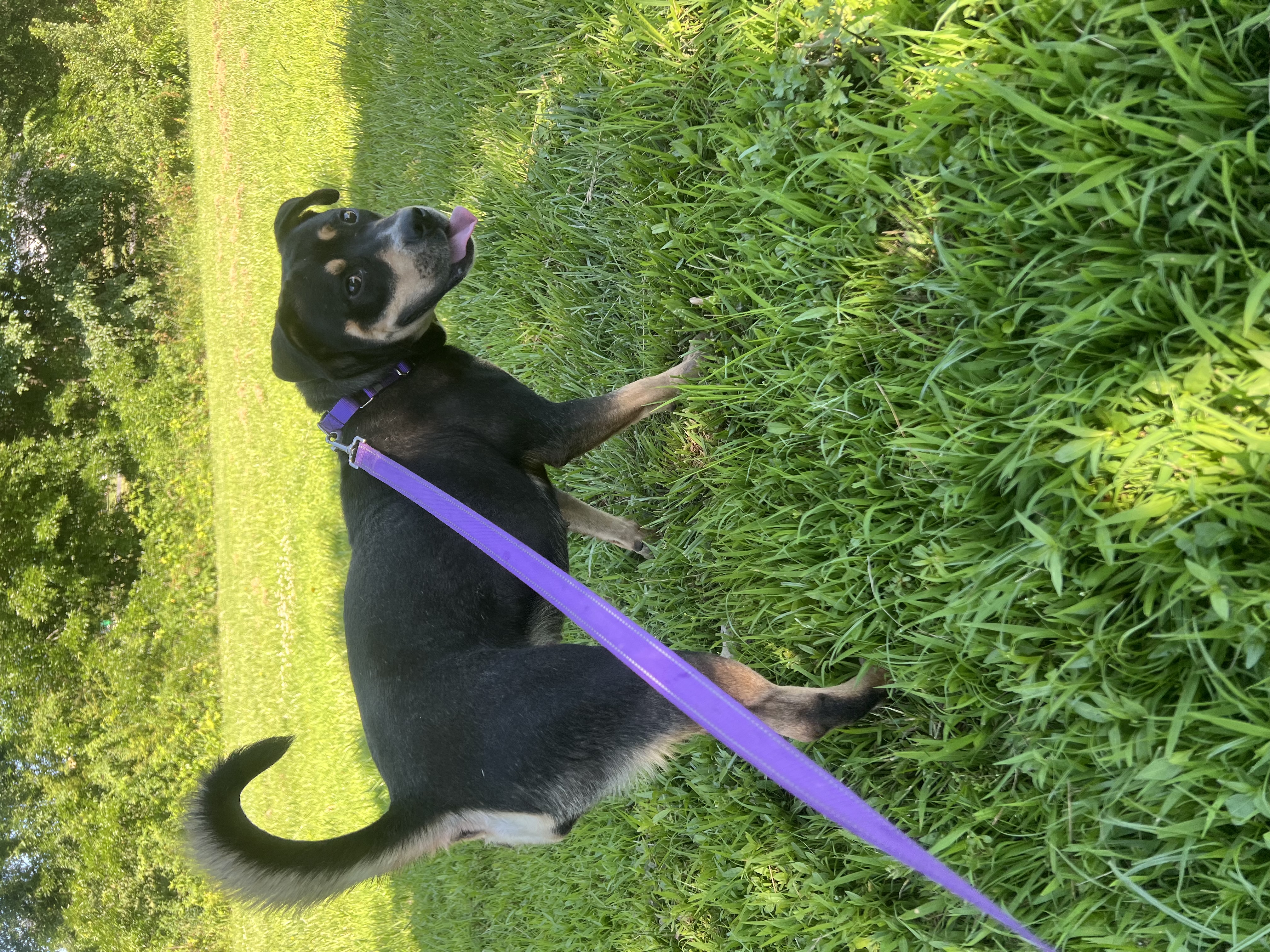 Semi, a Adoptable mixed breed in Charlotte, NC image 4/5