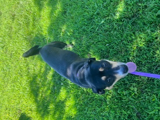 Semi, a Adoptable mixed breed in Charlotte, NC image 2/5