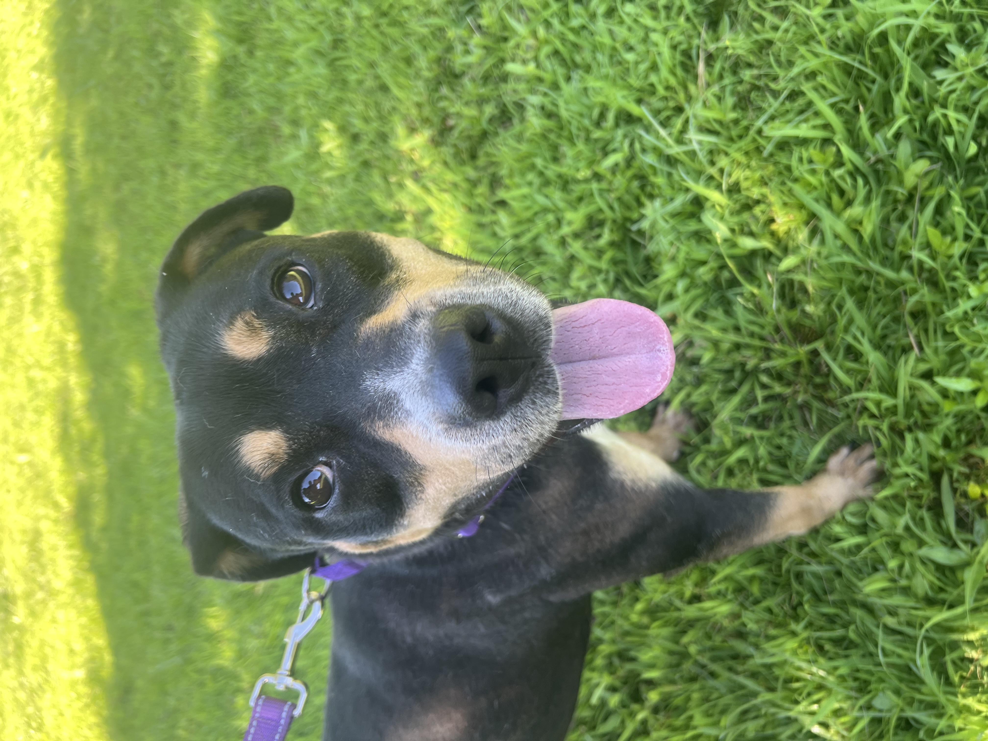 Semi, Adoptable, Adult Female Rottweiler & Mixed Breed.
