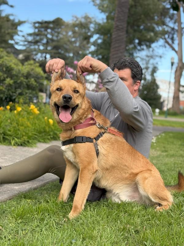 Enlarge Bobby, a Adoptable mixed breed in Vallejo, CA image 2/6