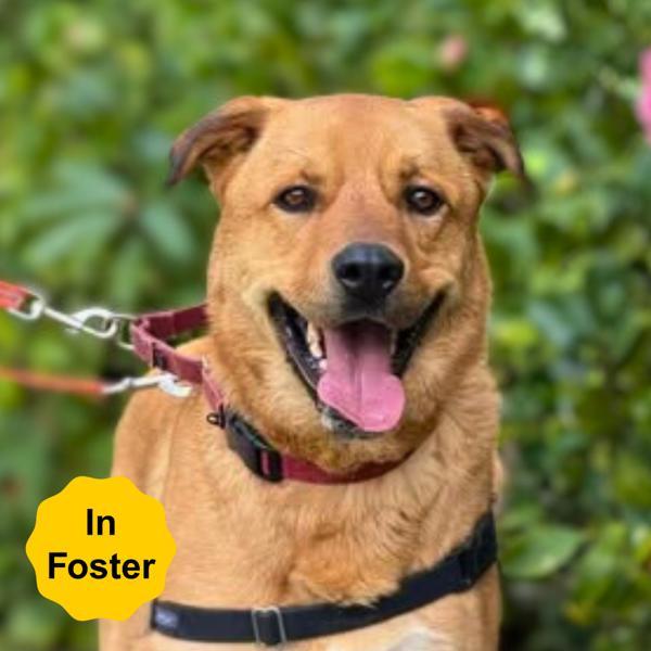 Enlarge Bobby, a Adoptable mixed breed in Vallejo, CA image 3/6