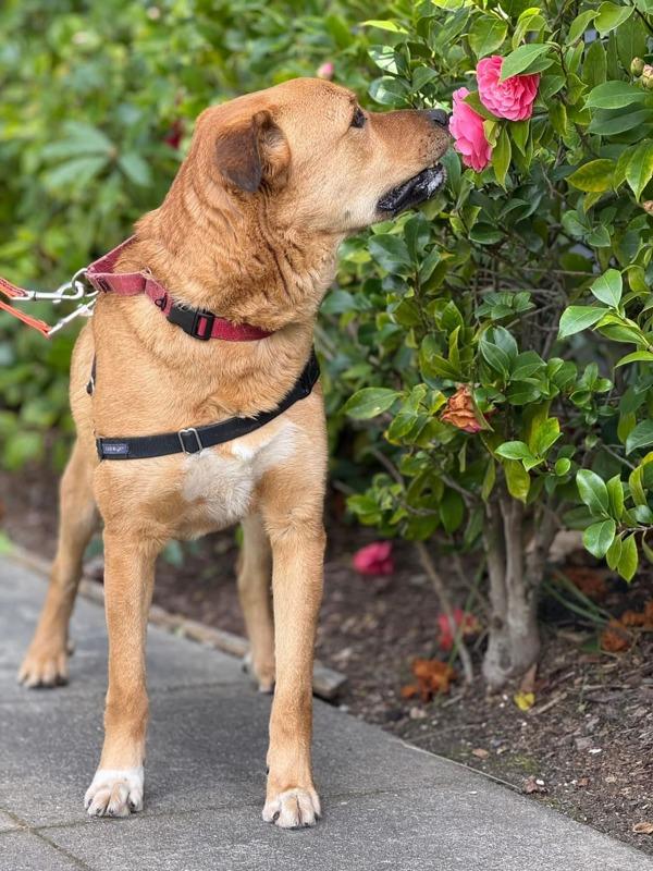 Enlarge Bobby, a Adoptable mixed breed in Vallejo, CA image 5/6