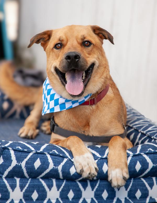 Enlarge Bobby, a Adoptable mixed breed in Vallejo, CA image 5/6