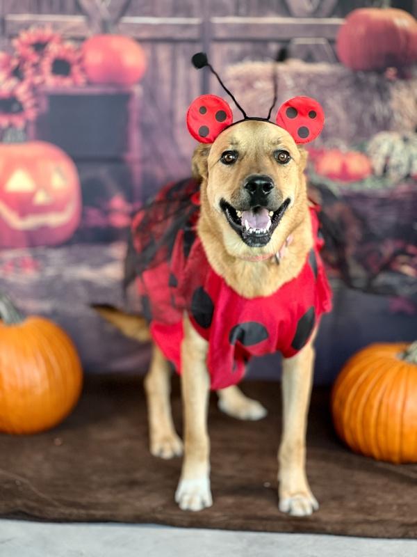 Enlarge Bobby, a Adoptable mixed breed in Vallejo, CA image 6/6