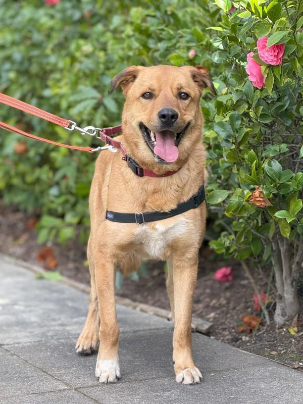 Enlarge Bobby, a Adoptable mixed breed in Vallejo, CA image 6/6