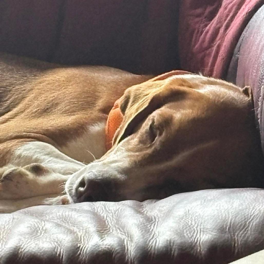 Gember, Adoptable, Adult Male Mixed Breed.