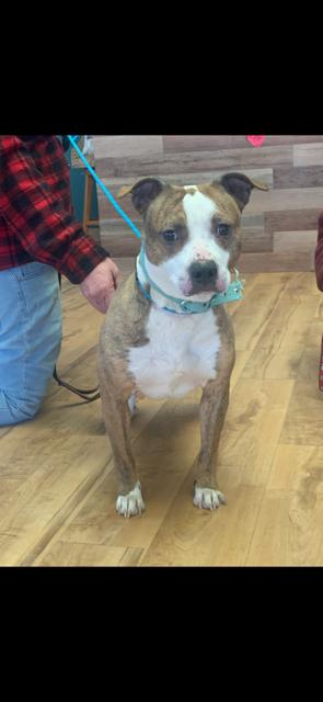 Rue , ADOPTABLE, Adult Female Pit Bull Terrier.