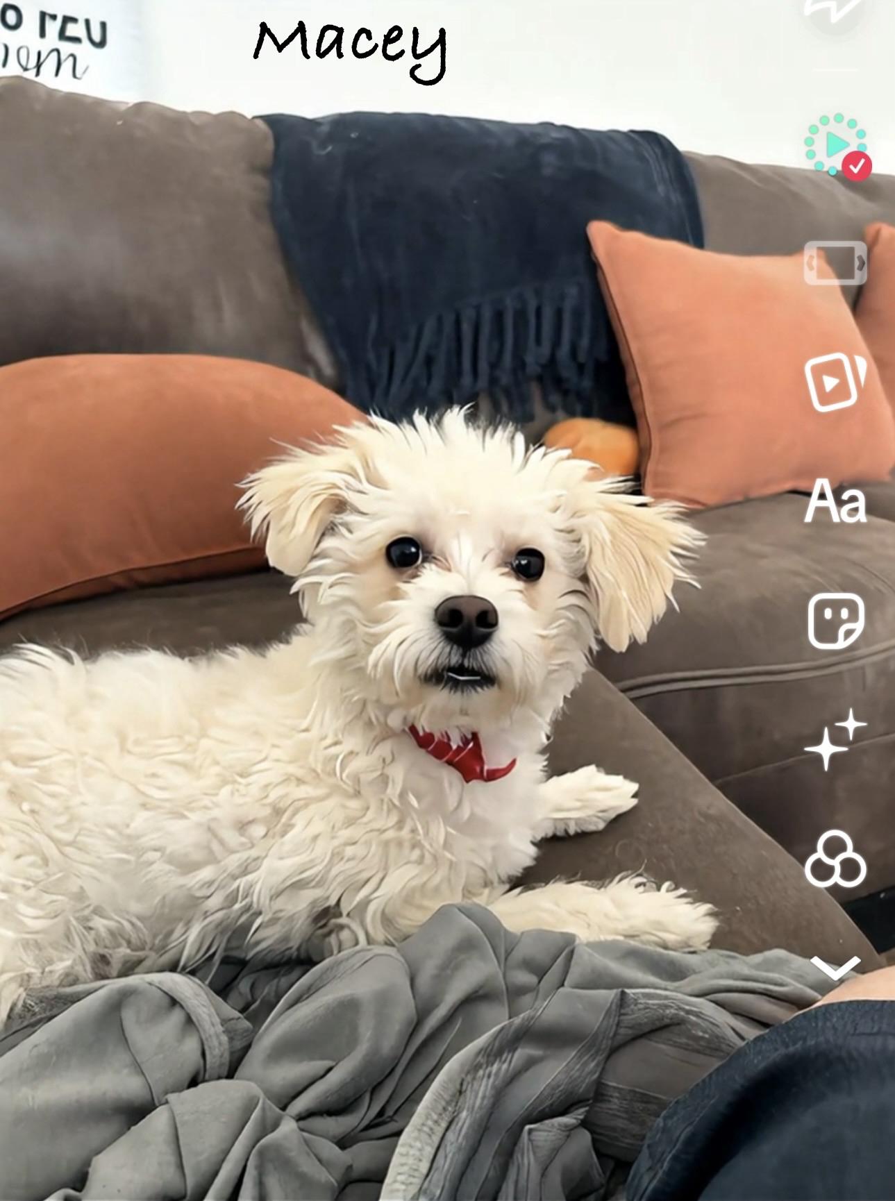 Macey, ADOPTABLE, Puppy Female Maltese.