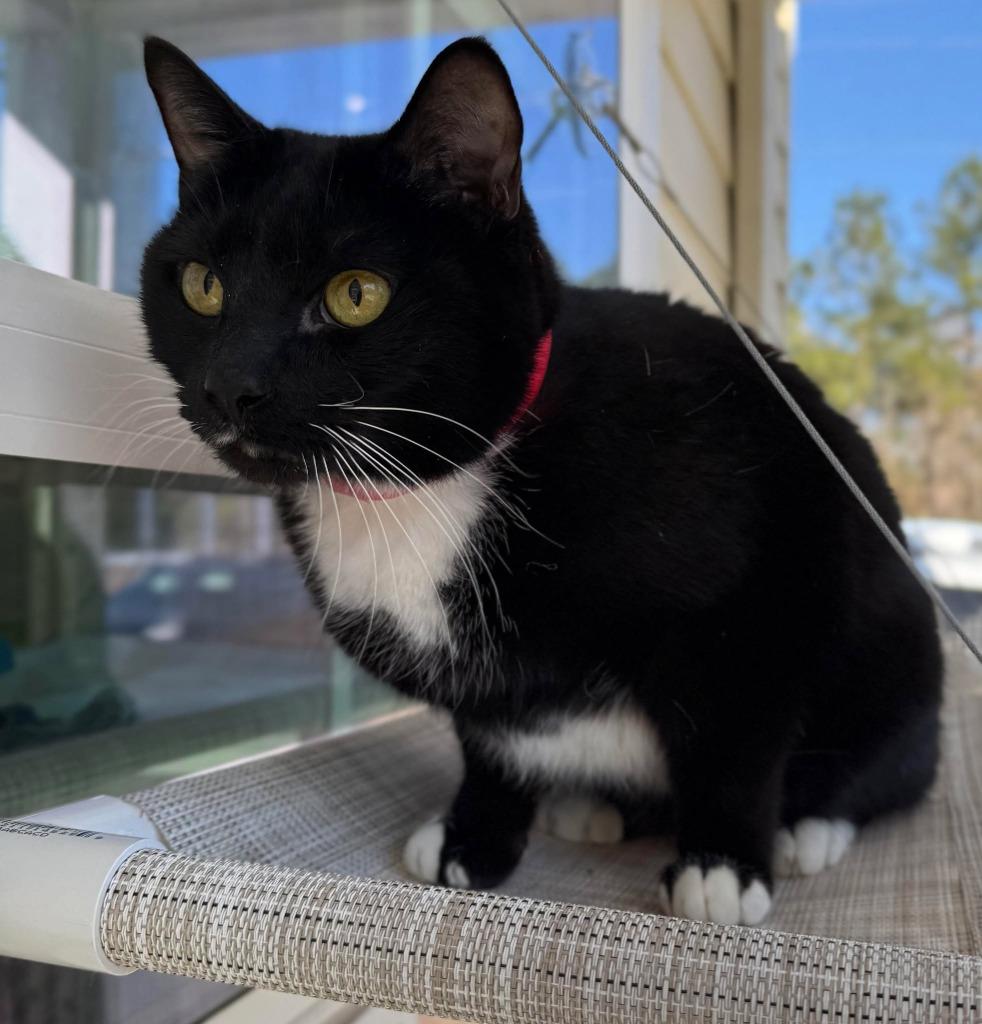 Merlot, Adoptable, Adult Female Domestic Short Hair.