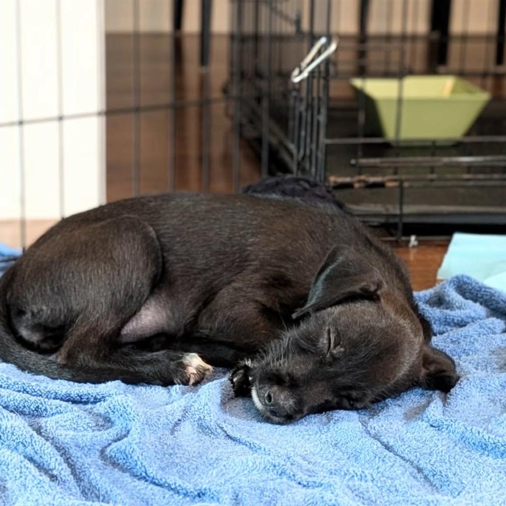 Renesmee, Adoptable, Puppy Female Terrier & Mixed Breed.