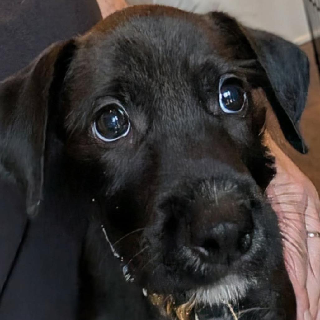 Enlarge Renesmee, a Adoptable mixed breed in St. Charles, IL image 2/6