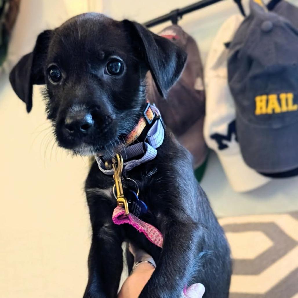 Enlarge Renesmee, a Adoptable mixed breed in St. Charles, IL image 3/6