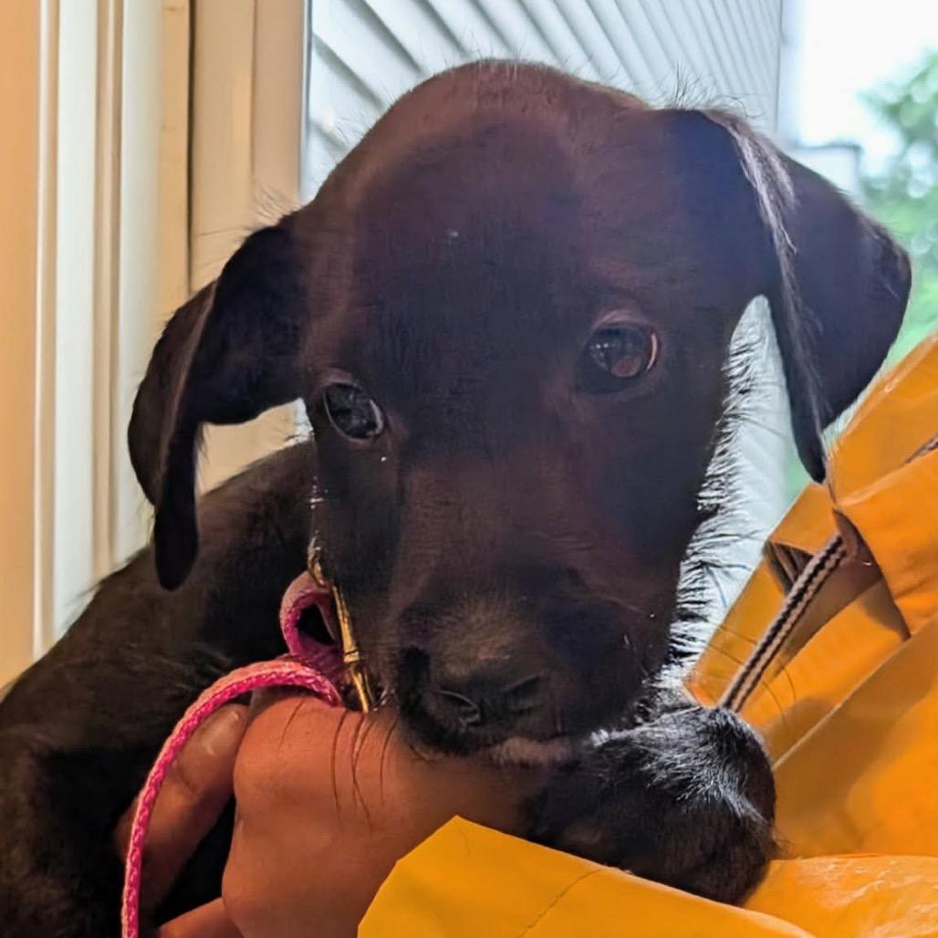 Enlarge Renesmee, a Adoptable mixed breed in St. Charles, IL image 4/6