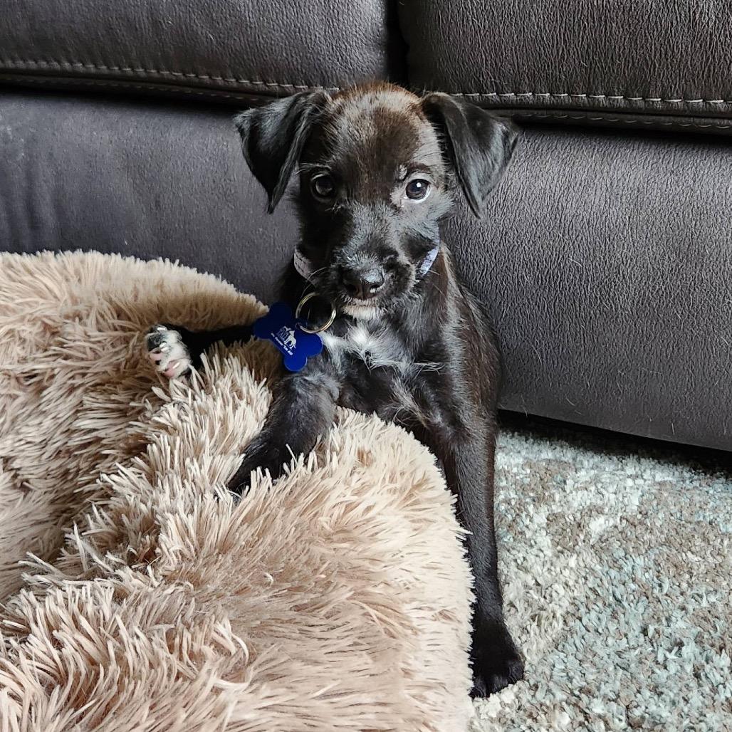 Enlarge Renesmee, a Adoptable mixed breed in St. Charles, IL image 5/6