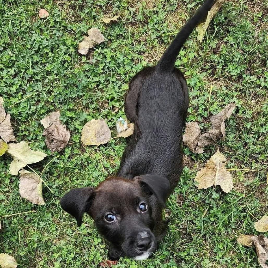 Enlarge Renesmee, a Adoptable mixed breed in St. Charles, IL image 6/6