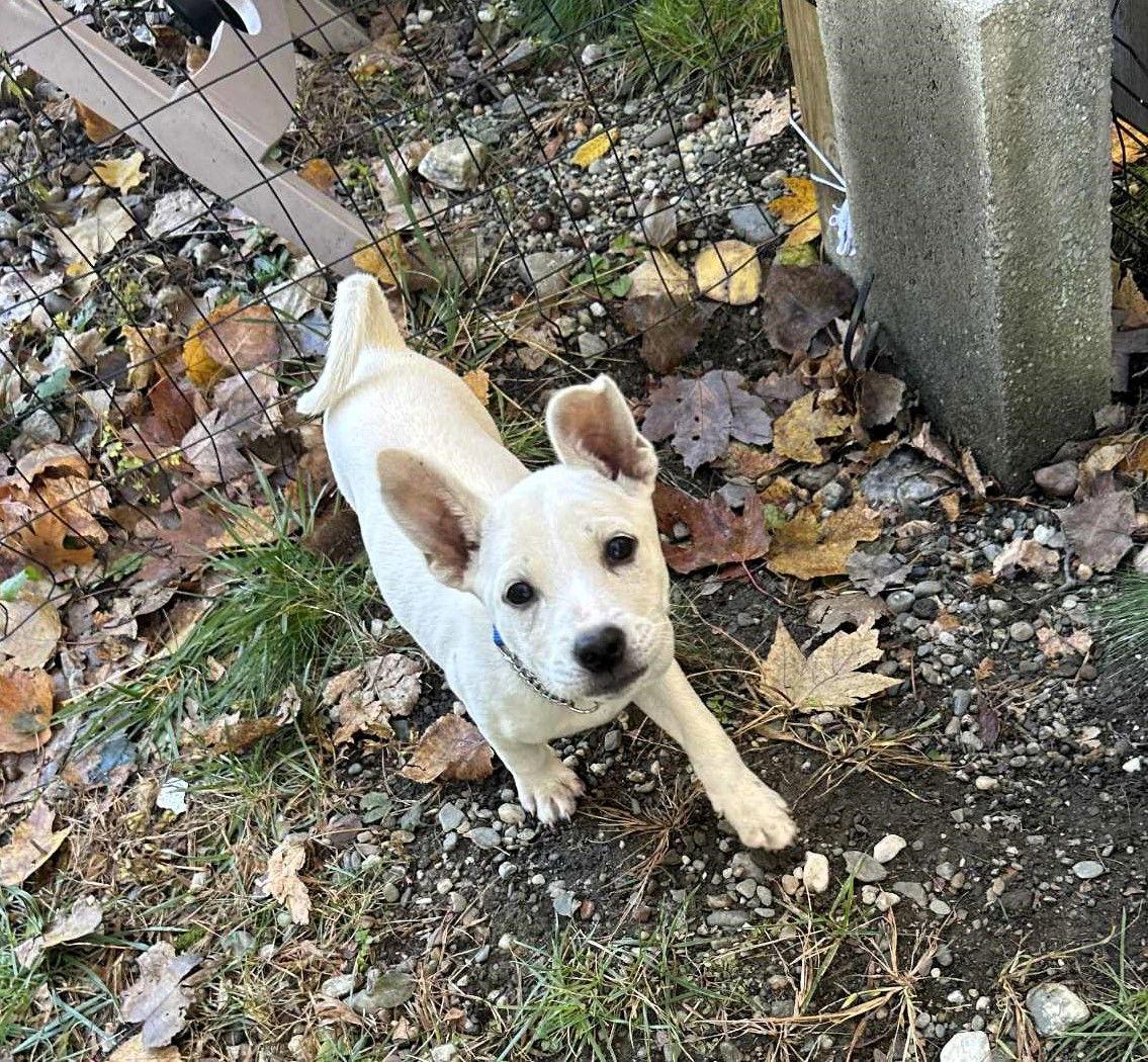 Brie — thumbnail 2