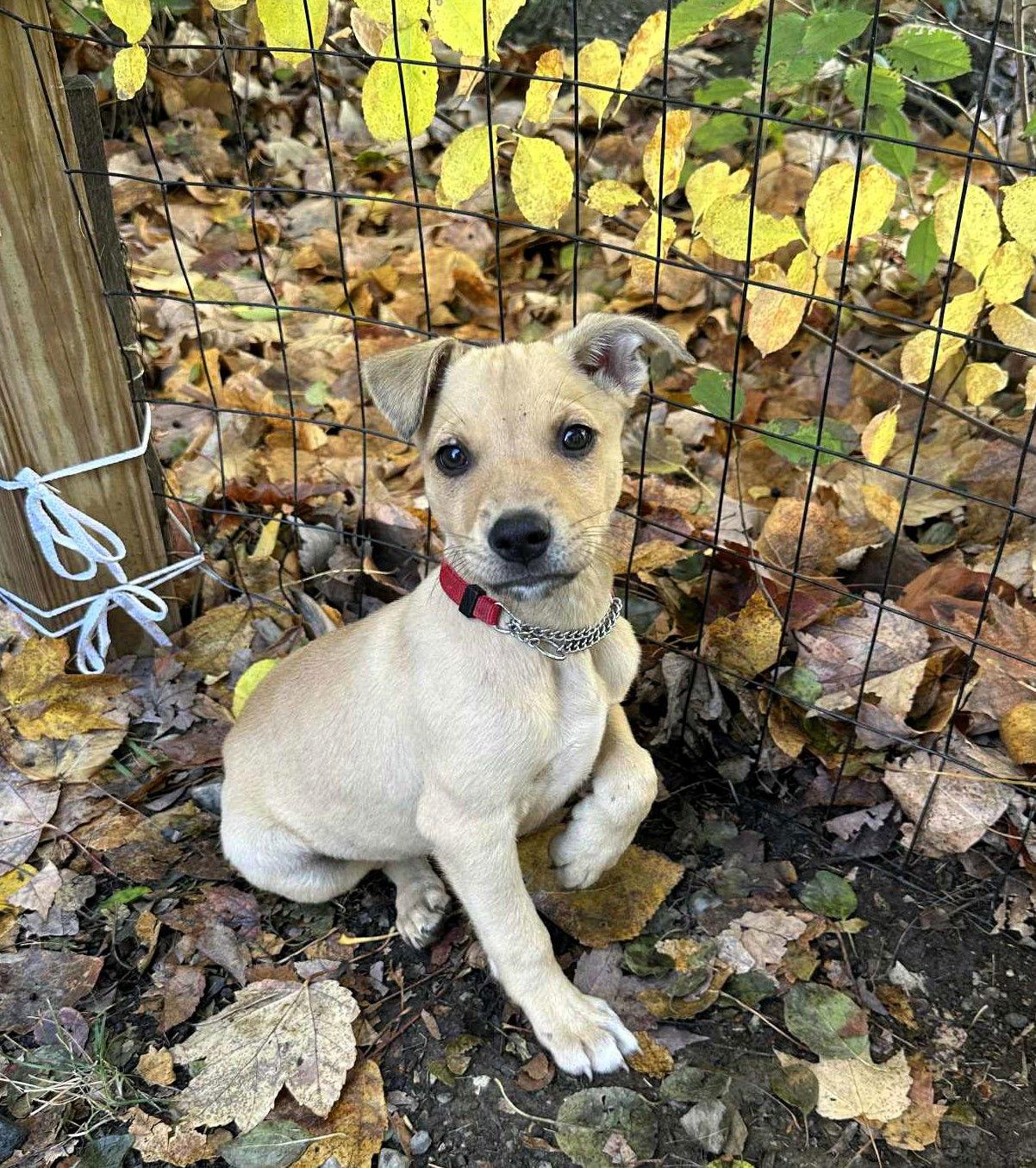 Brie — thumbnail 3