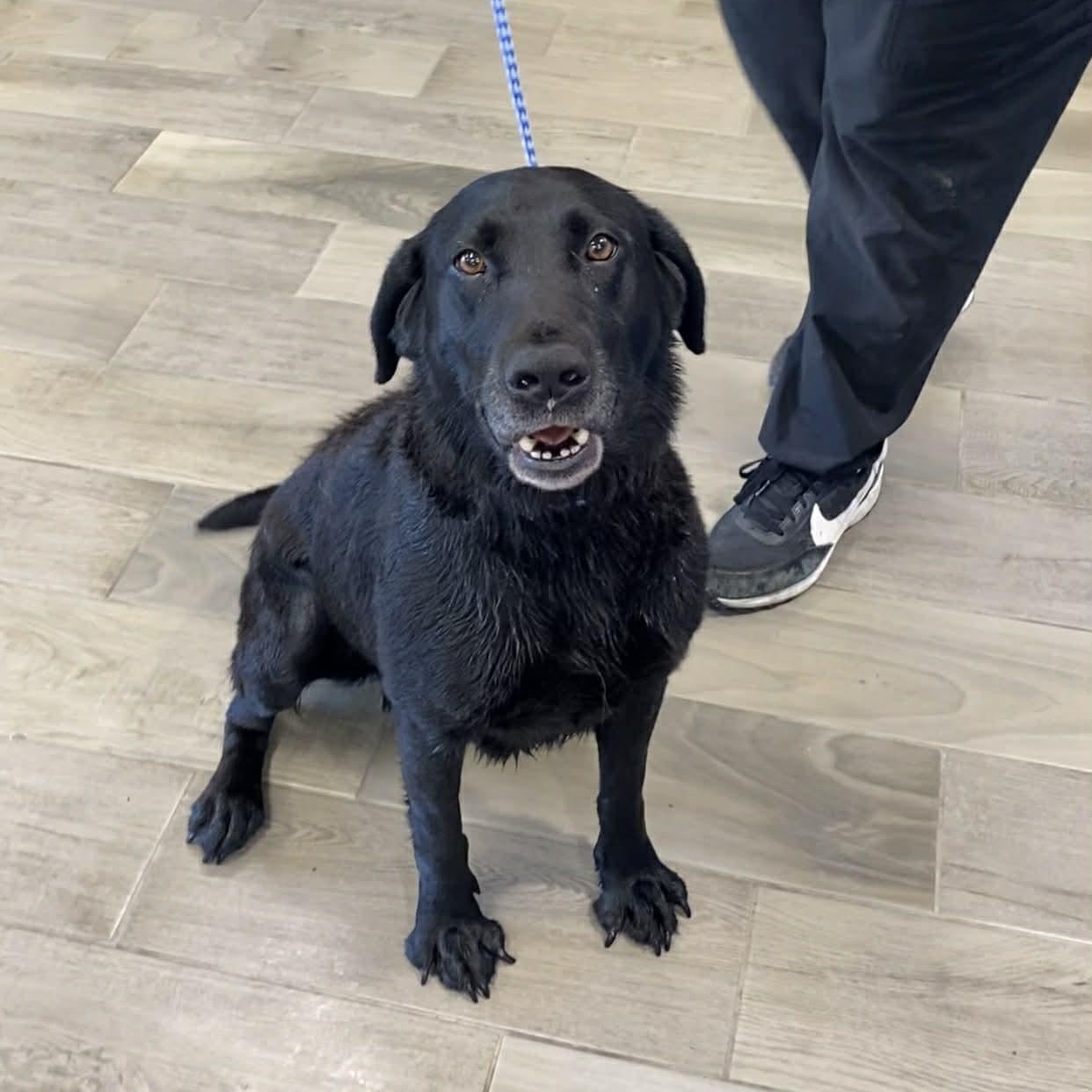 Nalla, ADOPTABLE, Adult Female Black Labrador Retriever.