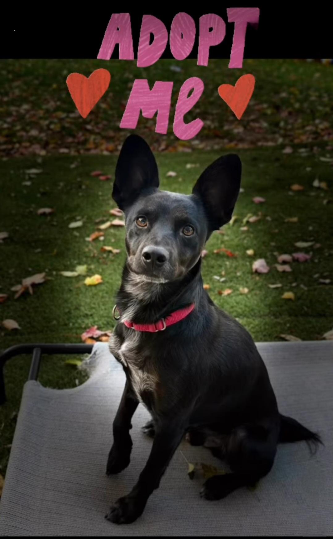 CHARLIE WAFFLES. tinycauseadopt@gmail.com, a Adoptable mixed breed in Vandergrift, PA image 1/6