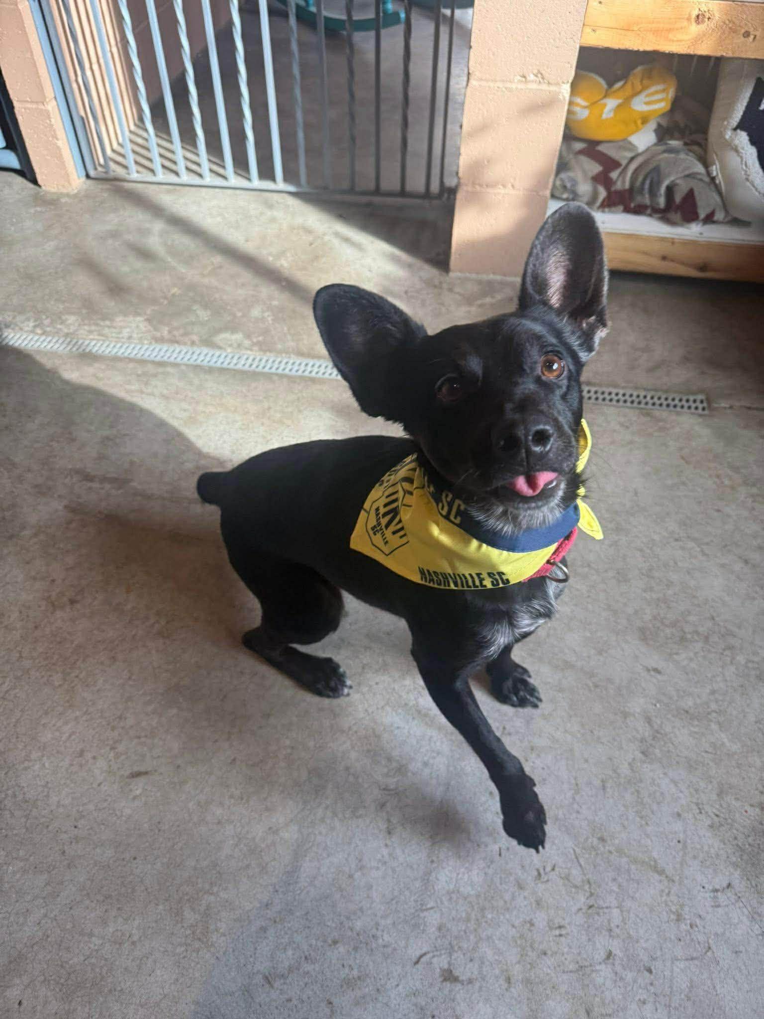 CHARLIE WAFFLES. tinycauseadopt@gmail.com, Adoptable, Young Male Terrier.