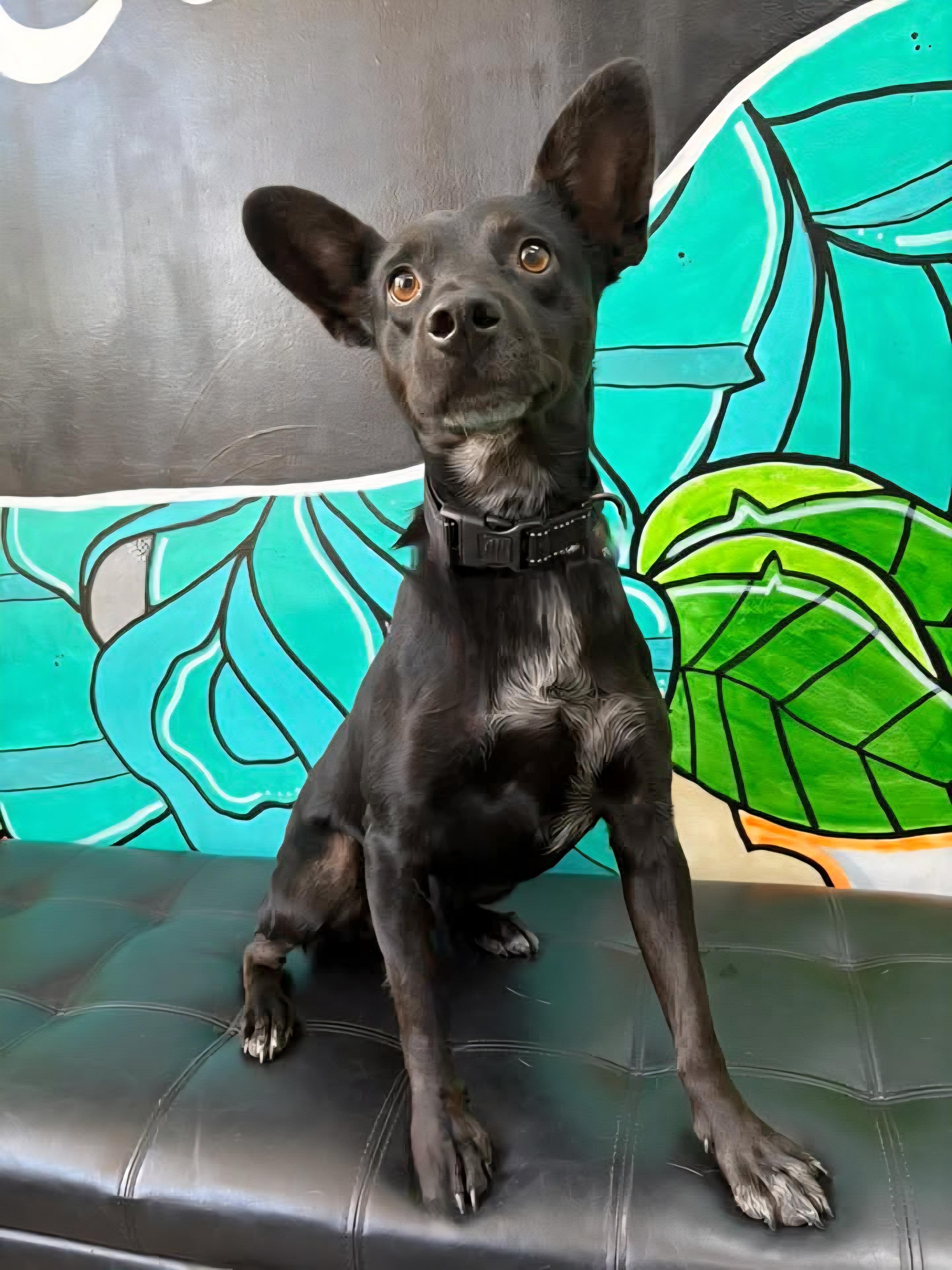 Enlarge CHARLIE WAFFLES. tinycauseadopt@gmail.com, a Adoptable mixed breed in Vandergrift, PA image 2/6