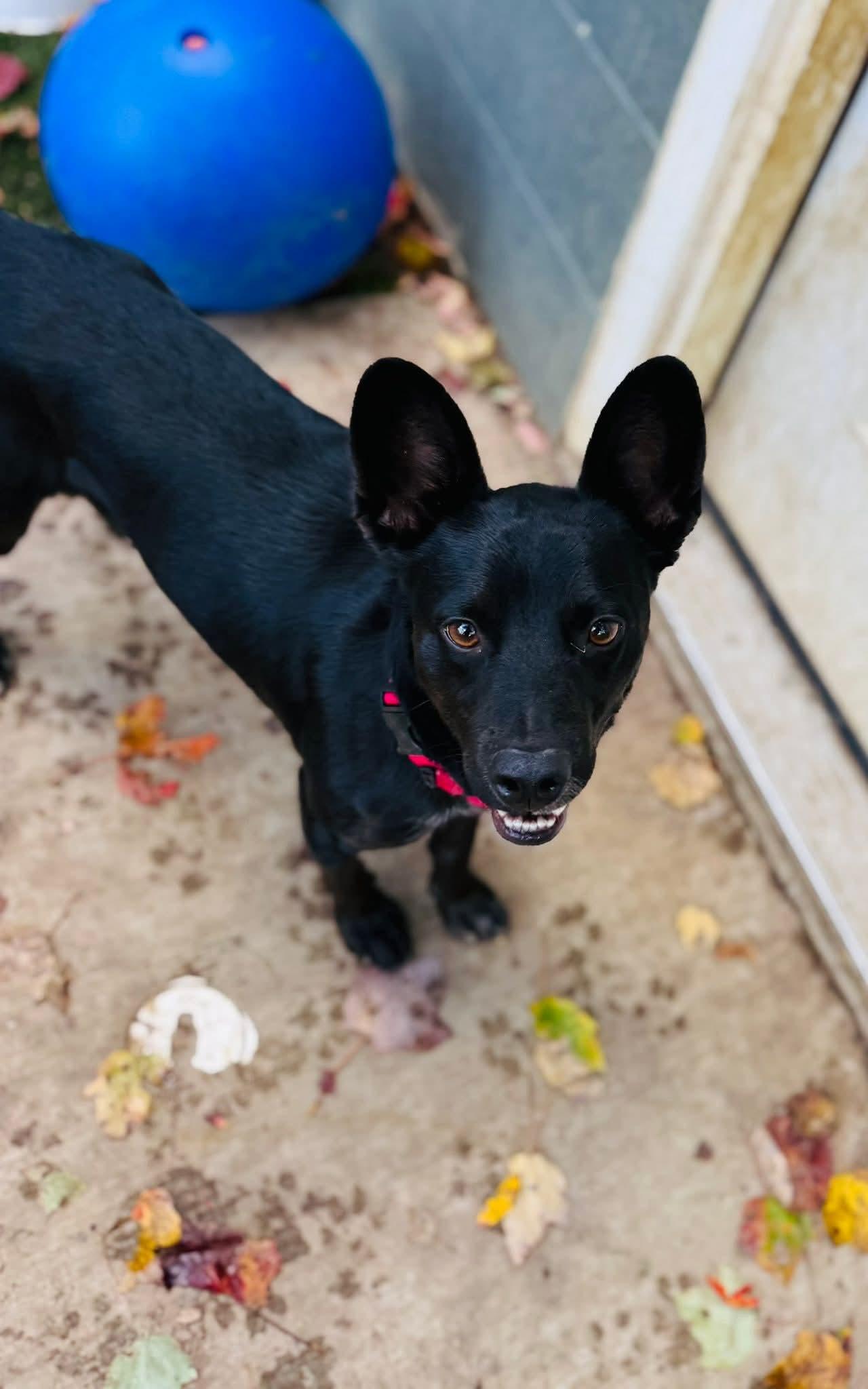 CHARLIE WAFFLES. tinycauseadopt@gmail.com