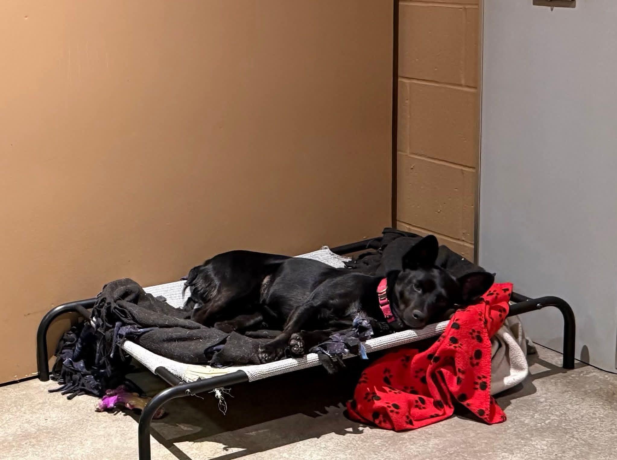 Enlarge CHARLIE WAFFLES. tinycauseadopt@gmail.com, a Adoptable mixed breed in Vandergrift, PA image 5/6