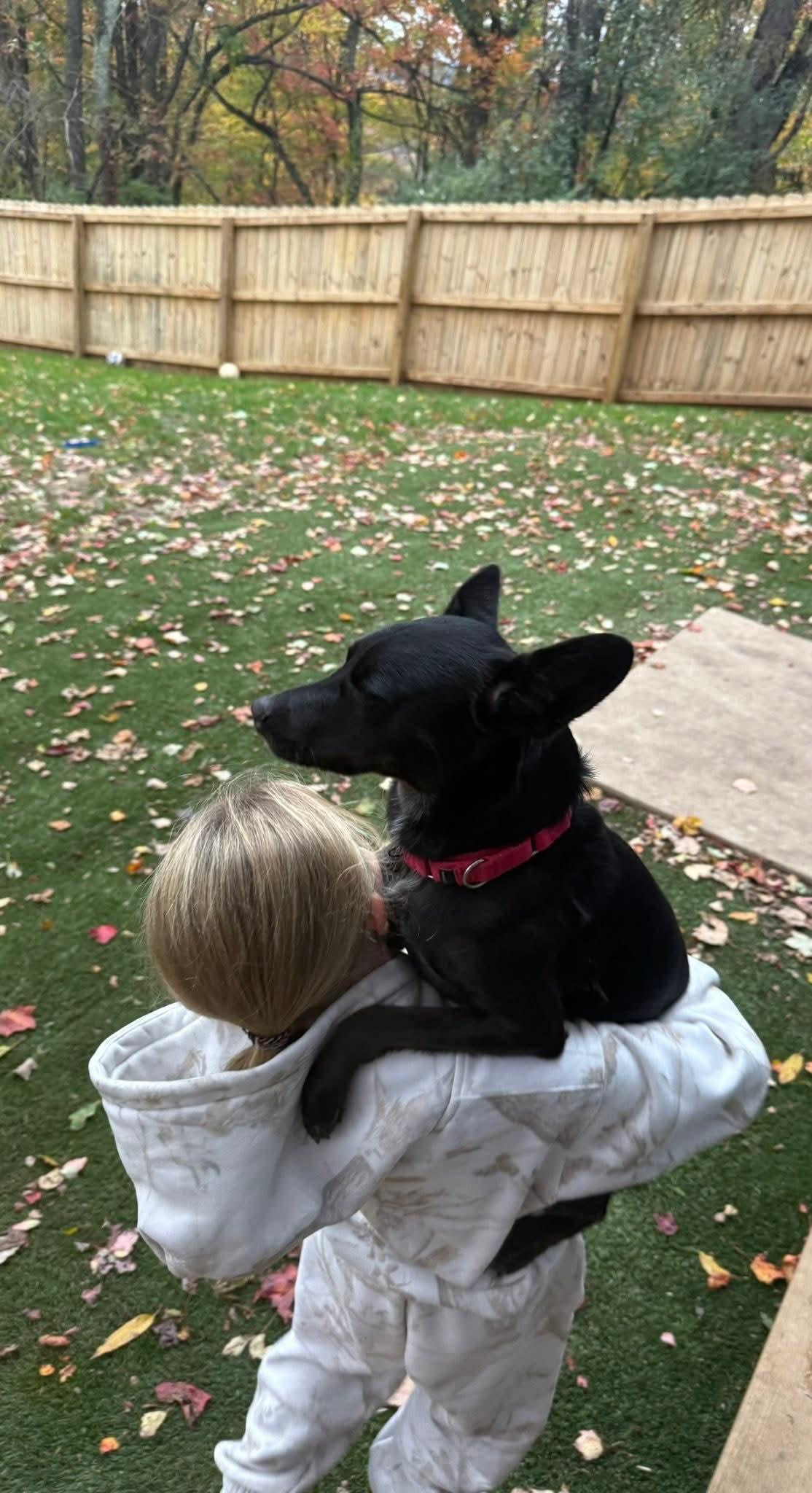 CHARLIE WAFFLES. tinycauseadopt@gmail.com